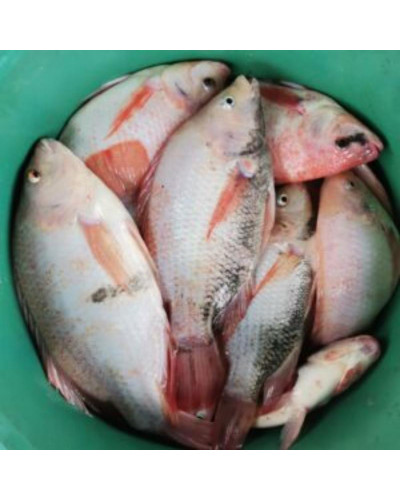 TILAPIA ROJA 