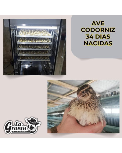 Aves postura y descarte