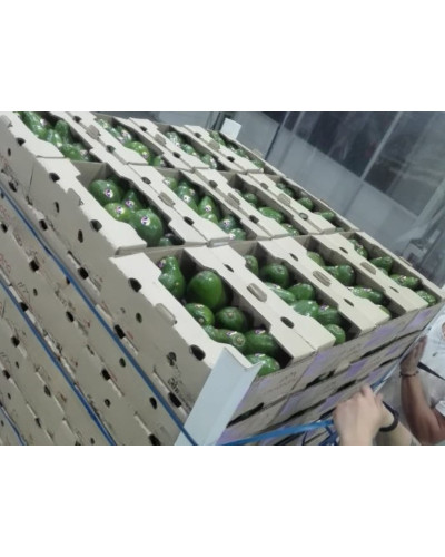 Aguacate Semil